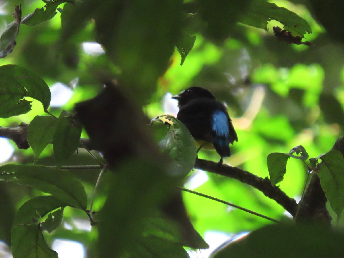 White-fronted Manakin - ML620264932