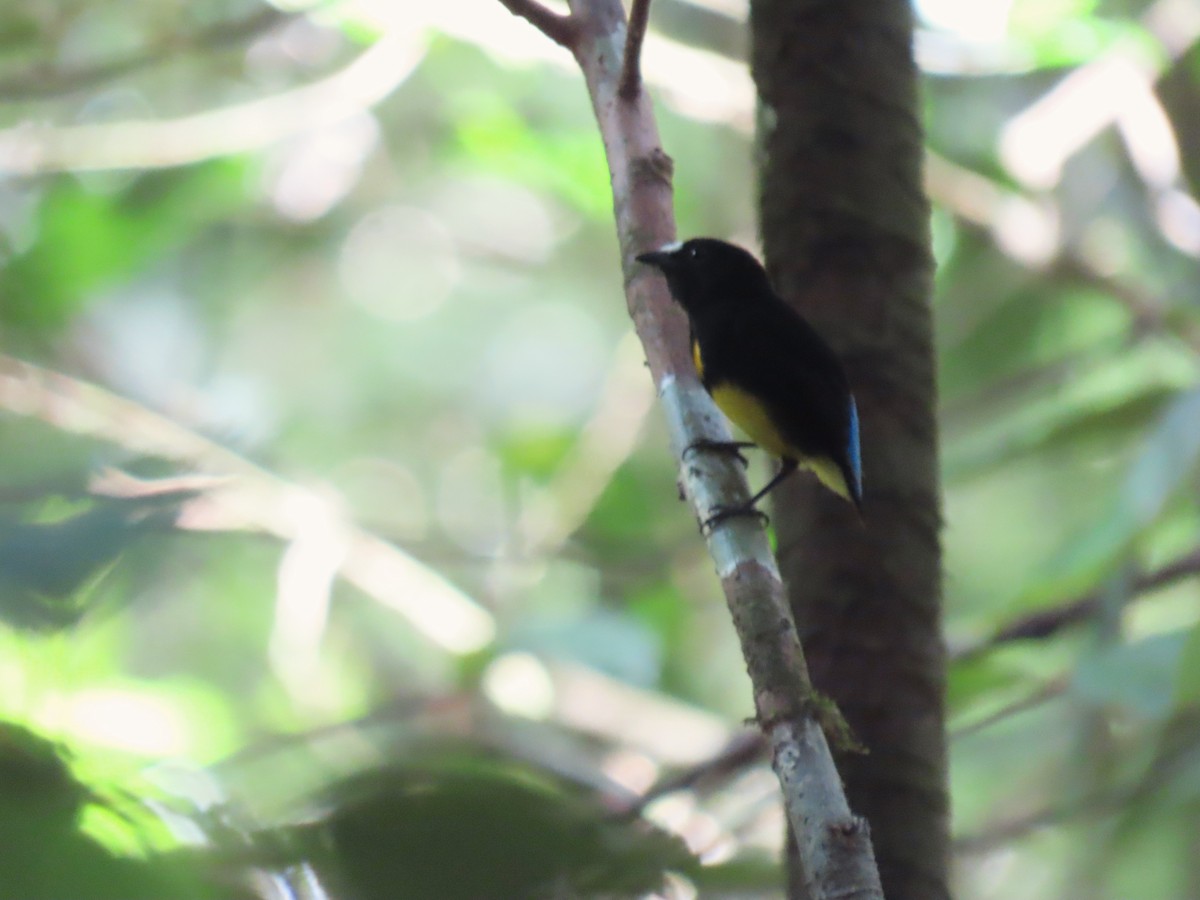 White-fronted Manakin - ML620264933