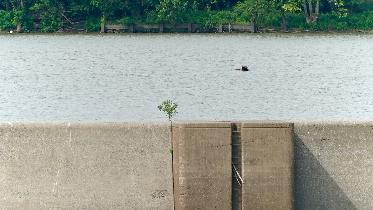 Double-crested Cormorant - ML620264934