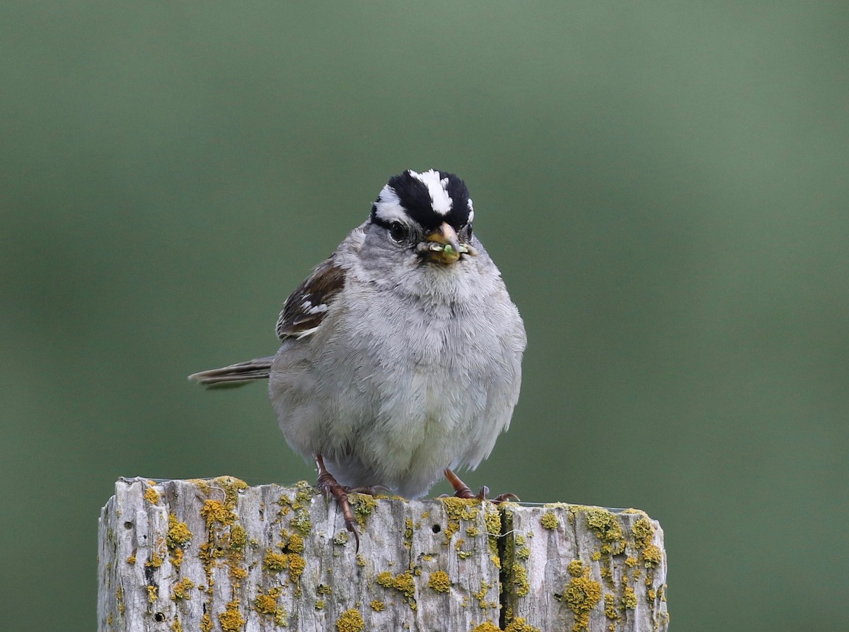 White-crowned Sparrow (pugetensis) - ML620264936