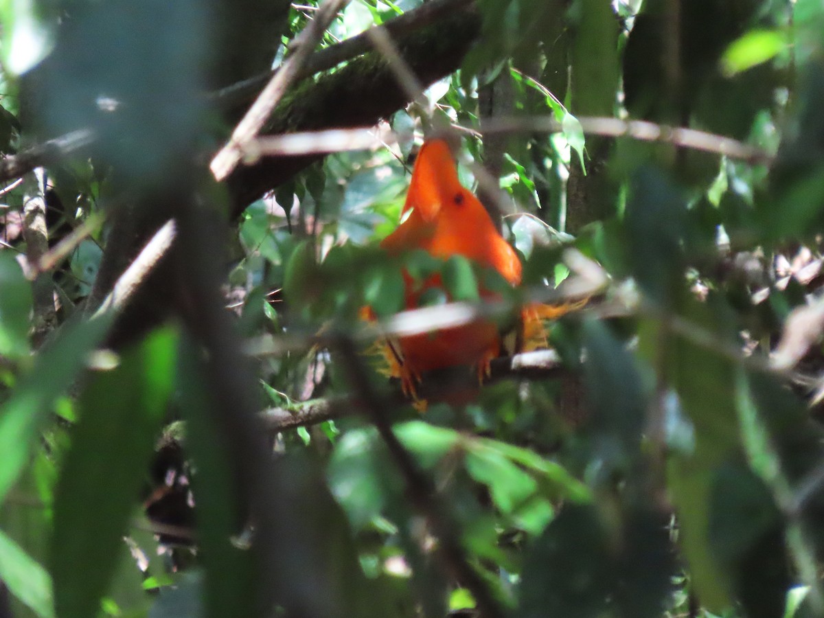 Guianan Cock-of-the-rock - ML620264959