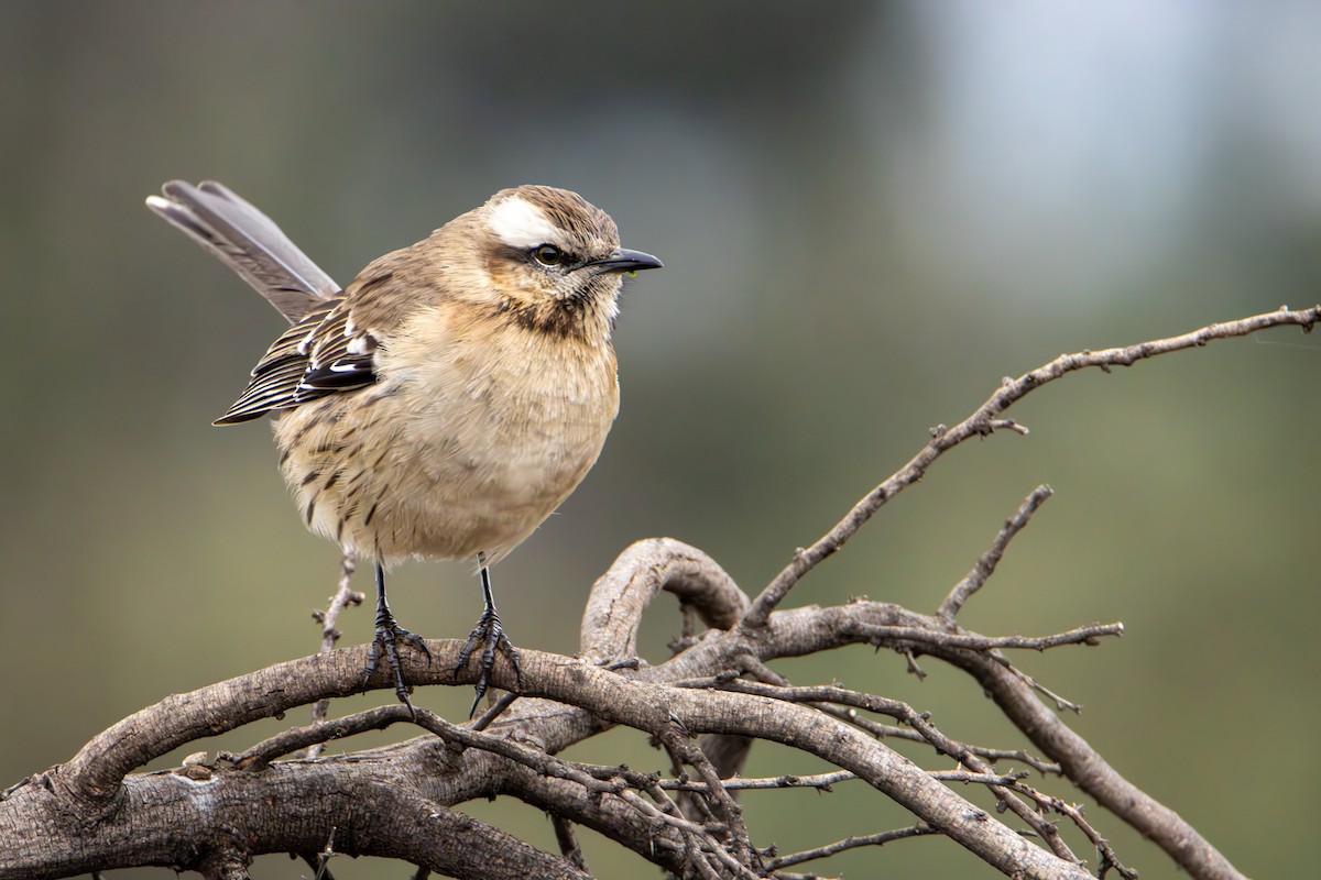 Chilean Mockingbird - ML620264968