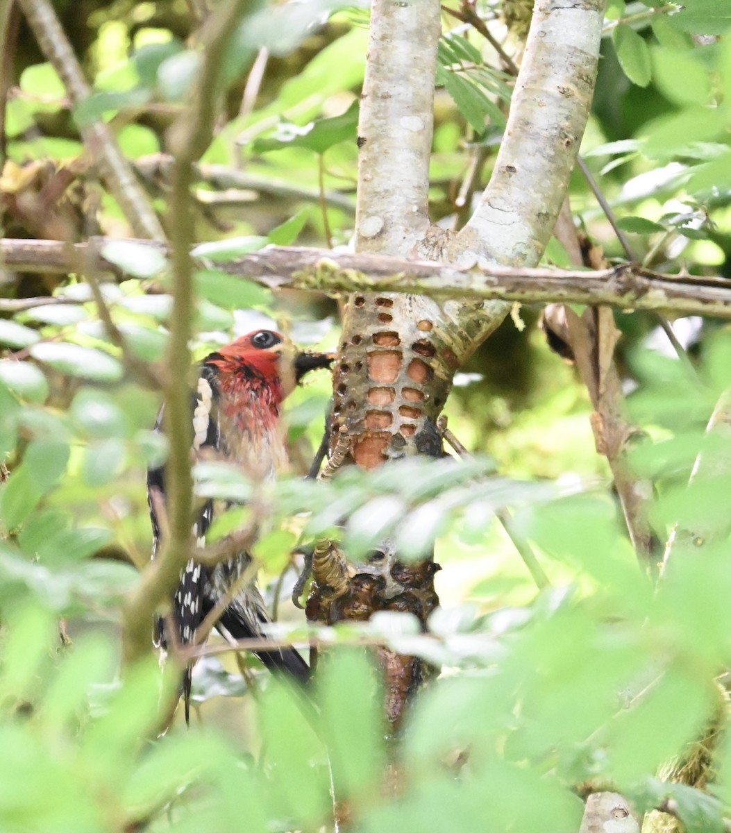 Red-breasted Sapsucker - ML620265004