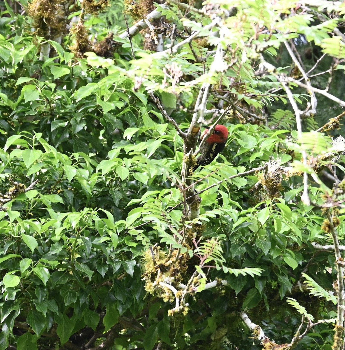 Pic à poitrine rouge - ML620265005