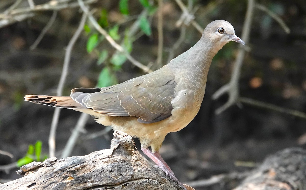 White-tipped Dove - ML620265013