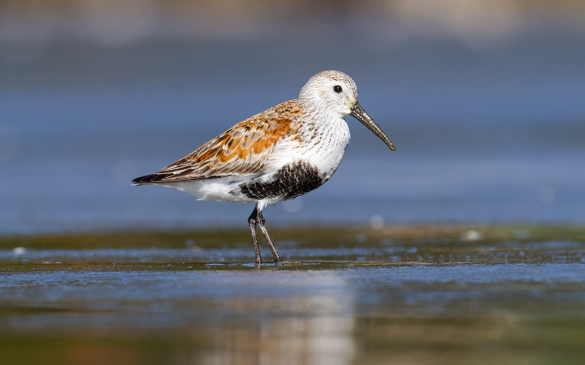 Dunlin - ML620265021