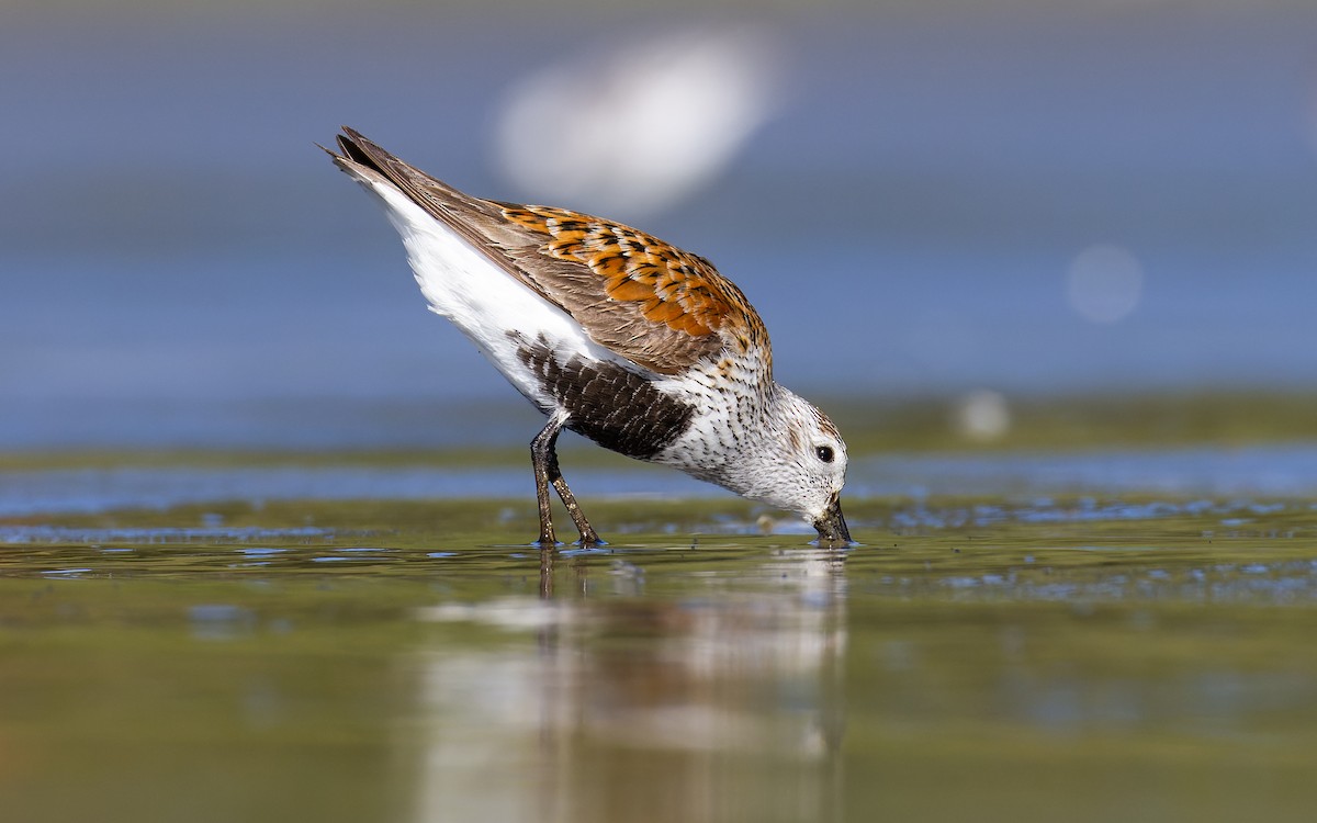 Dunlin - ML620265022