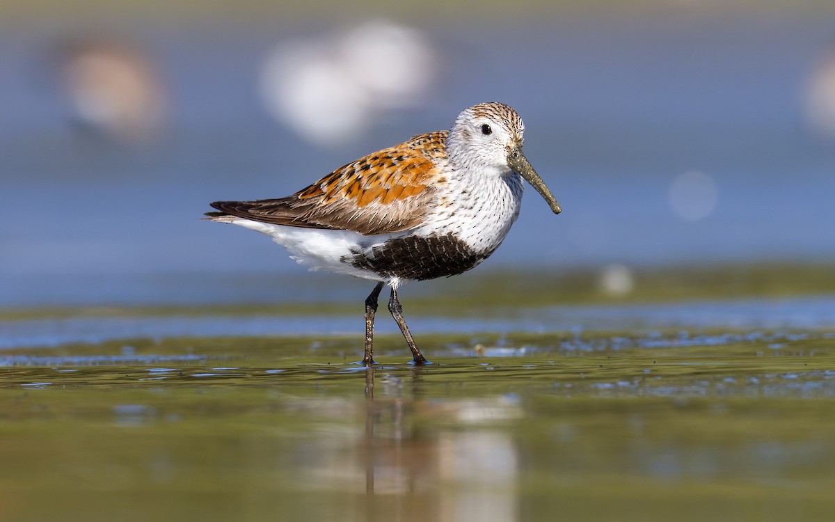 Dunlin - ML620265023