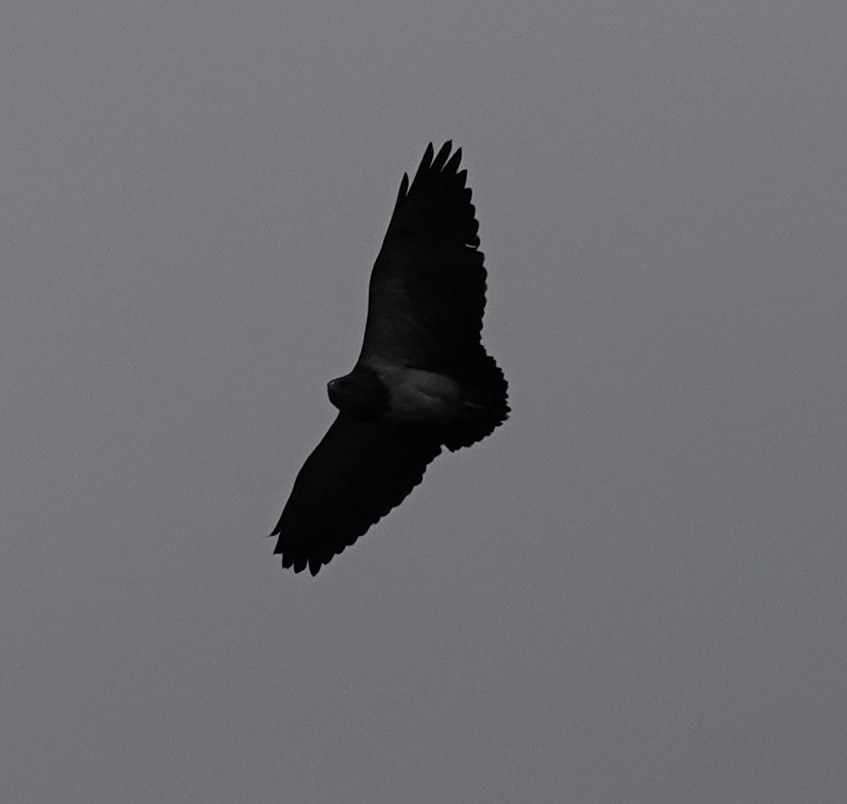 Black-chested Buzzard-Eagle - ML620265028