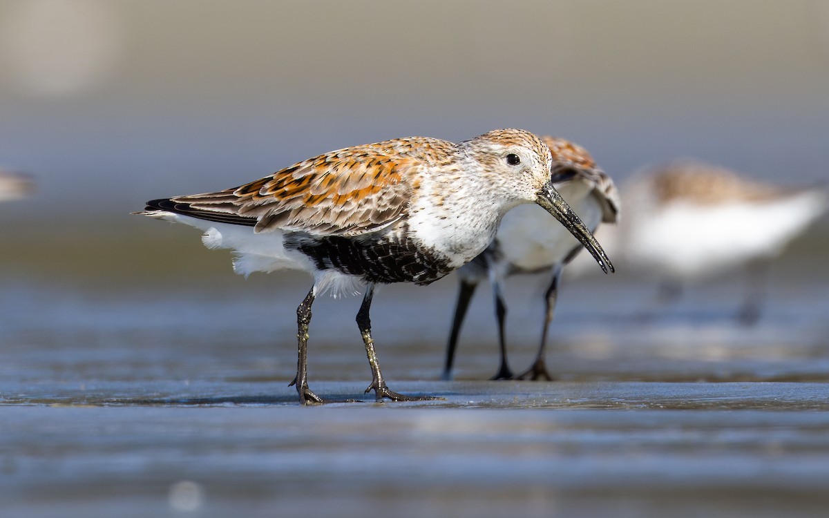 Dunlin - ML620265033