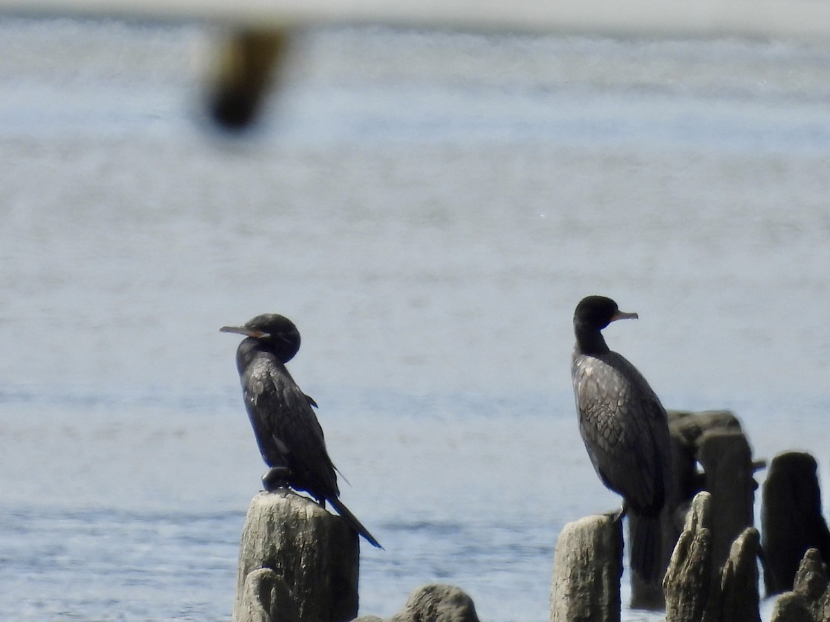 Neotropic Cormorant - ML620265034