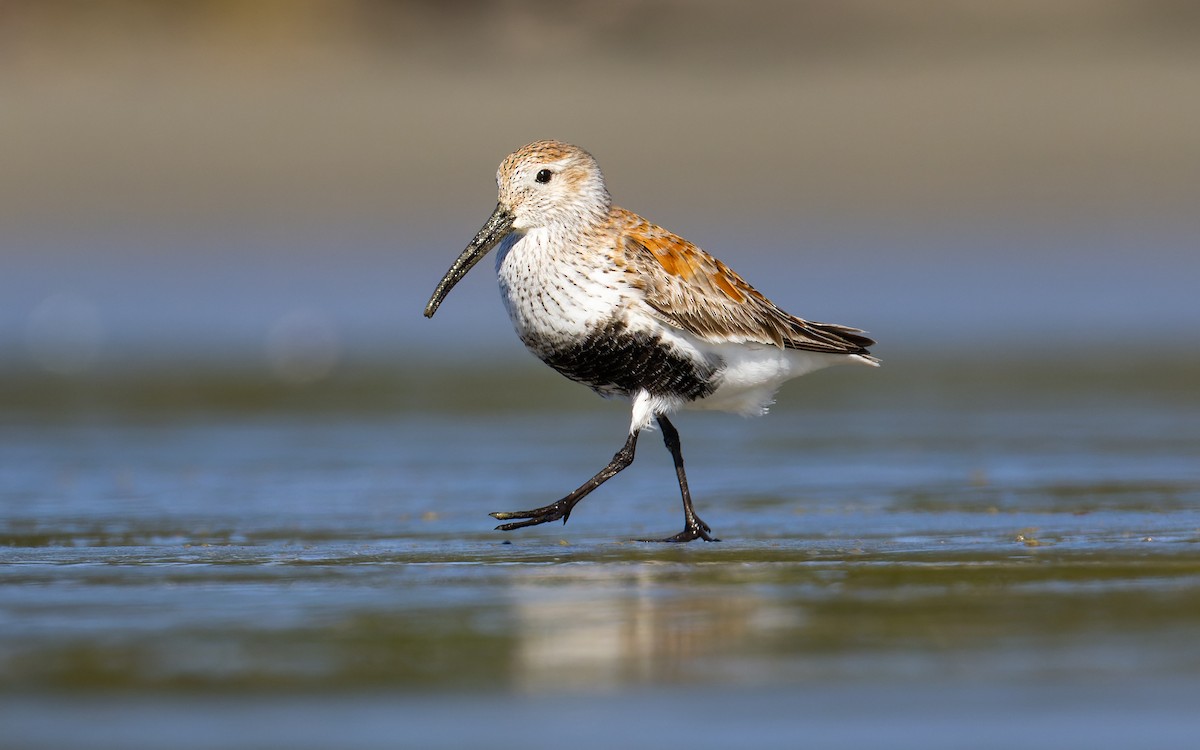 Dunlin - ML620265038