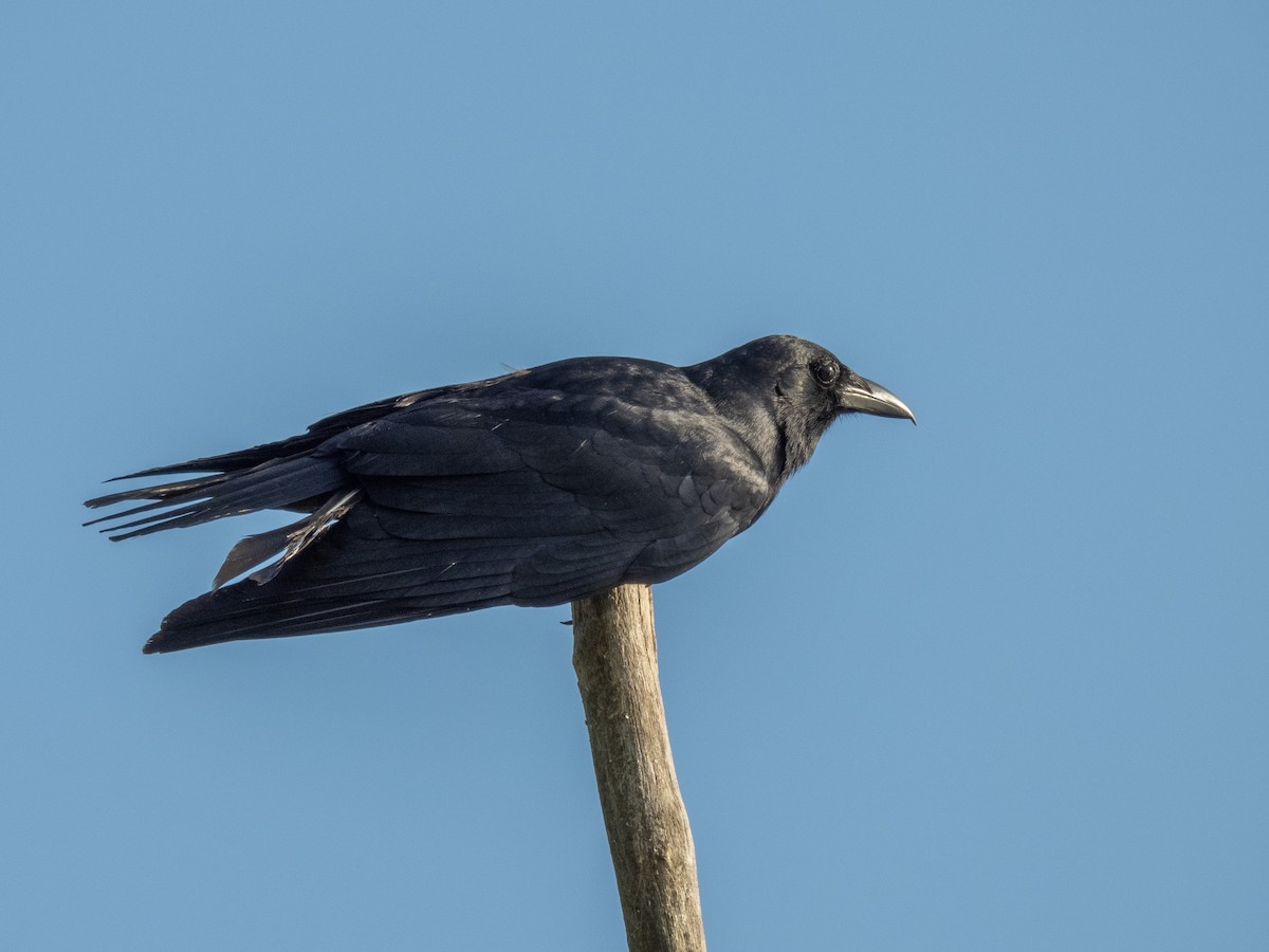 Fish Crow - ML620265043