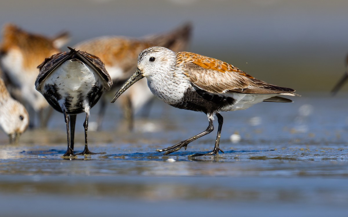 Dunlin - ML620265049