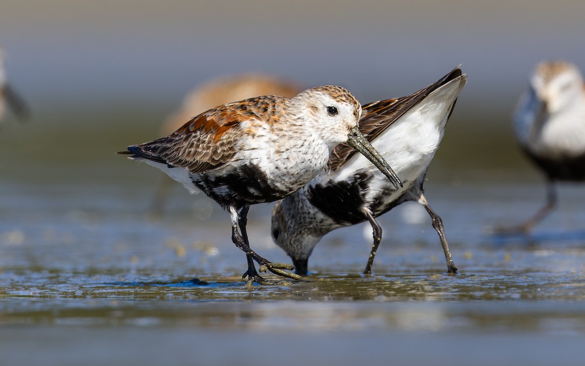 Dunlin - ML620265054