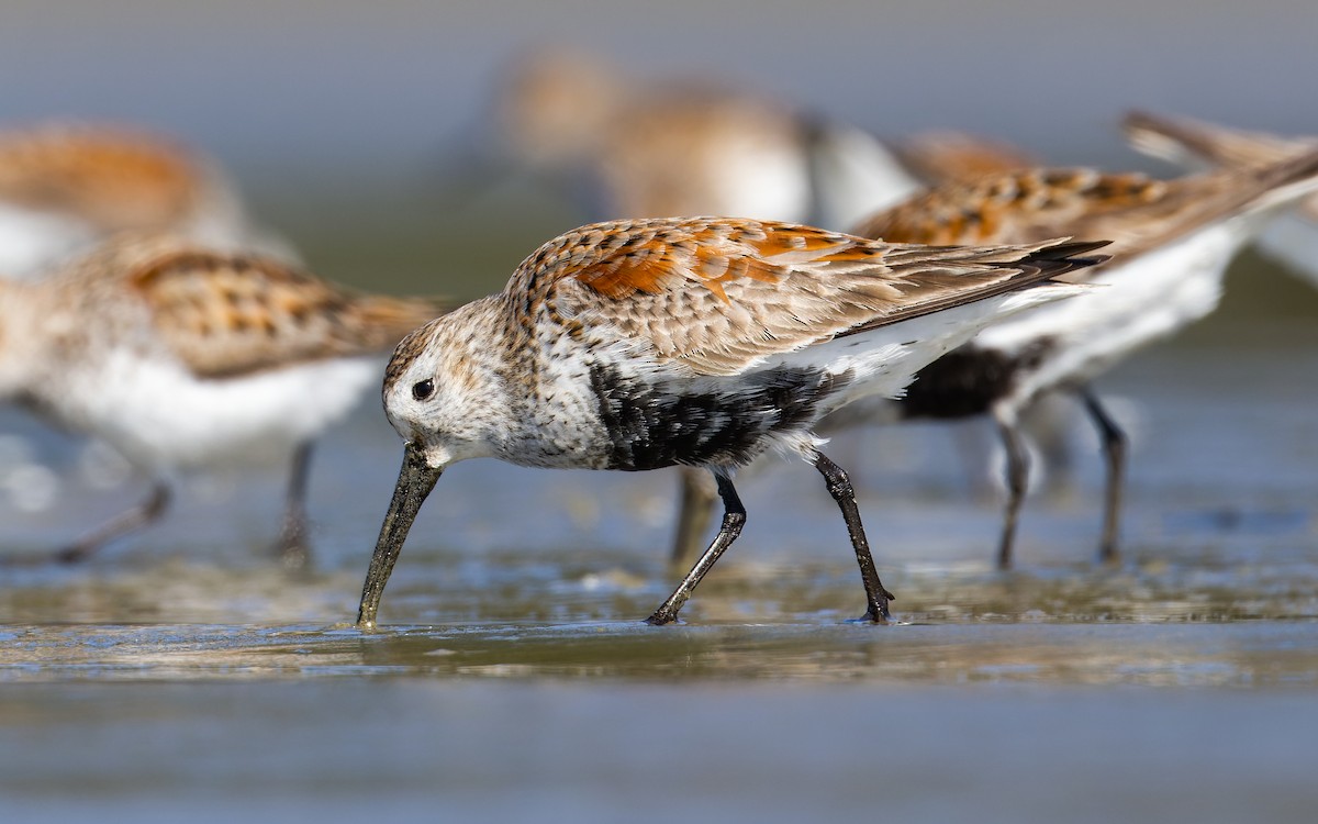 Dunlin - ML620265057