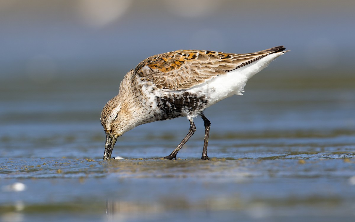 Dunlin - ML620265061