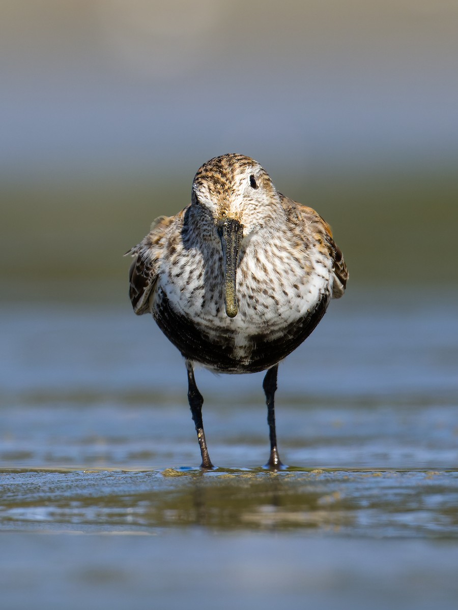 Dunlin - ML620265069