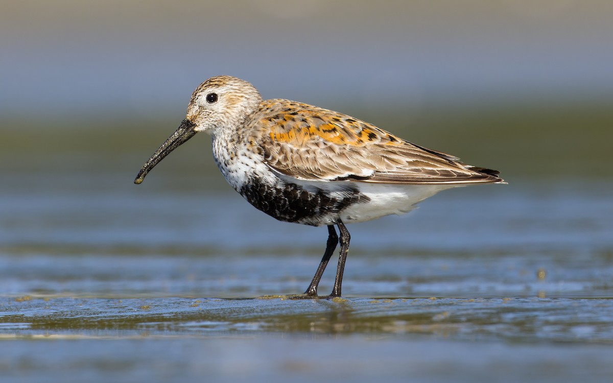 Dunlin - ML620265071