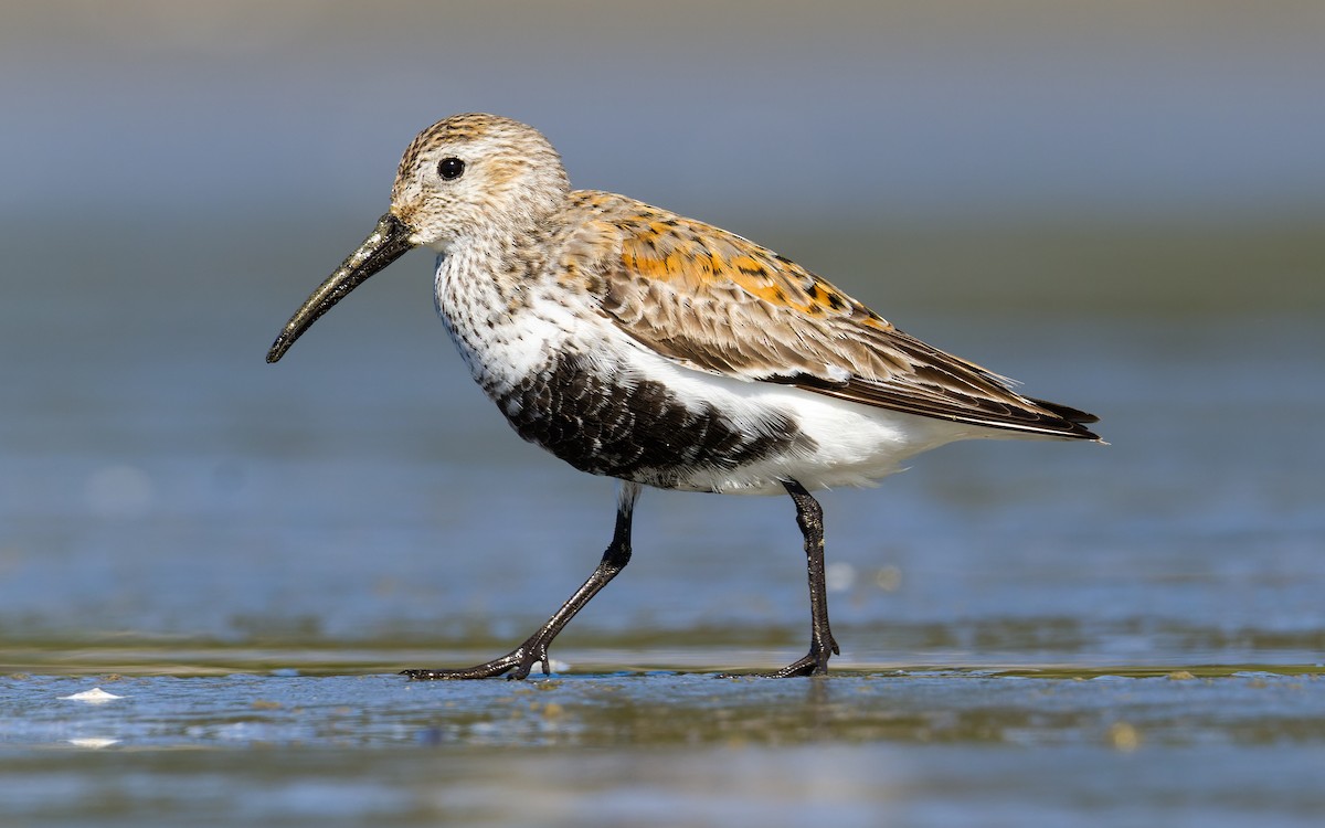 Dunlin - ML620265073