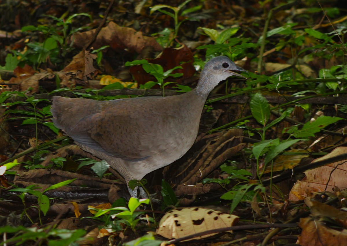 Grand Tinamou - ML620265074