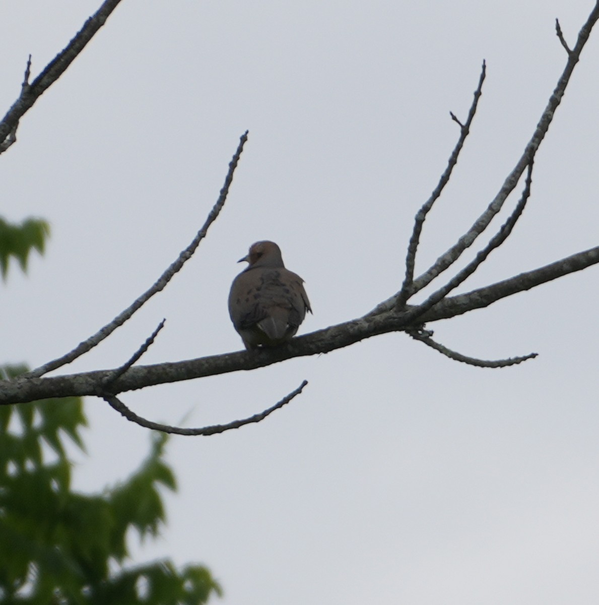 Mourning Dove - ML620265078