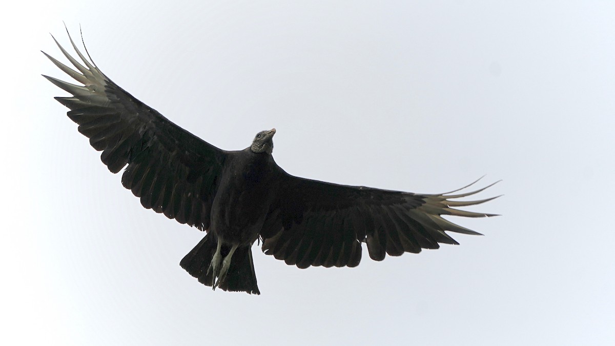 Black Vulture - ML620265096