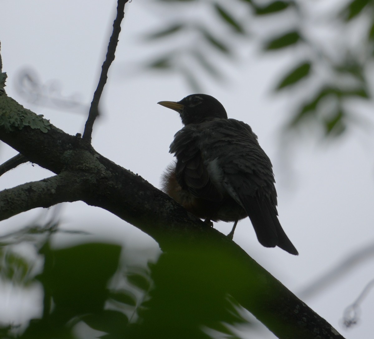 American Robin - ML620265136