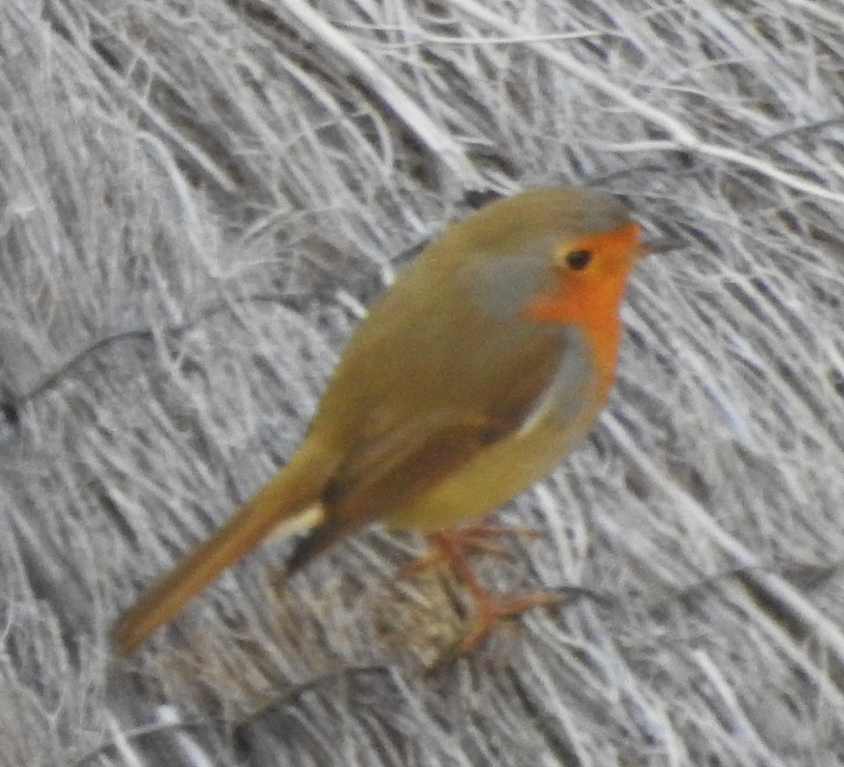 European Robin - ML620265139