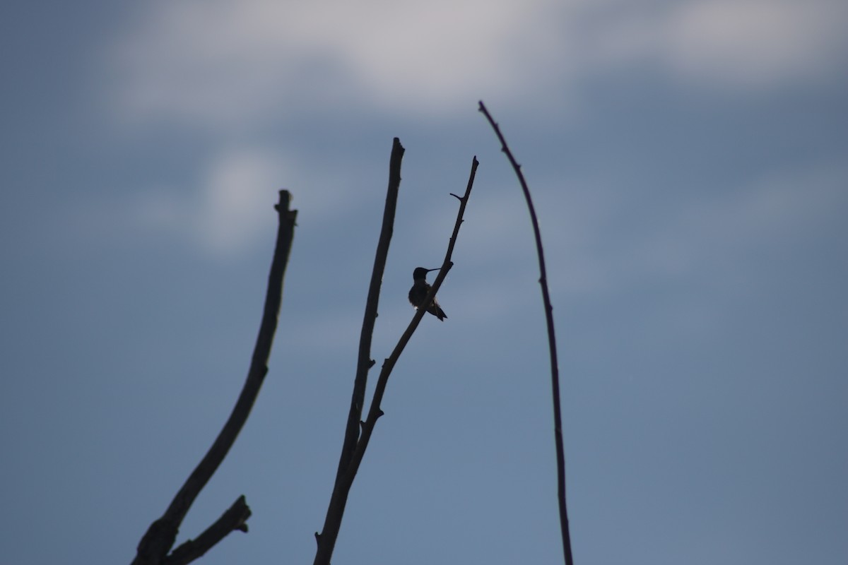 Black-chinned Hummingbird - ML620265150