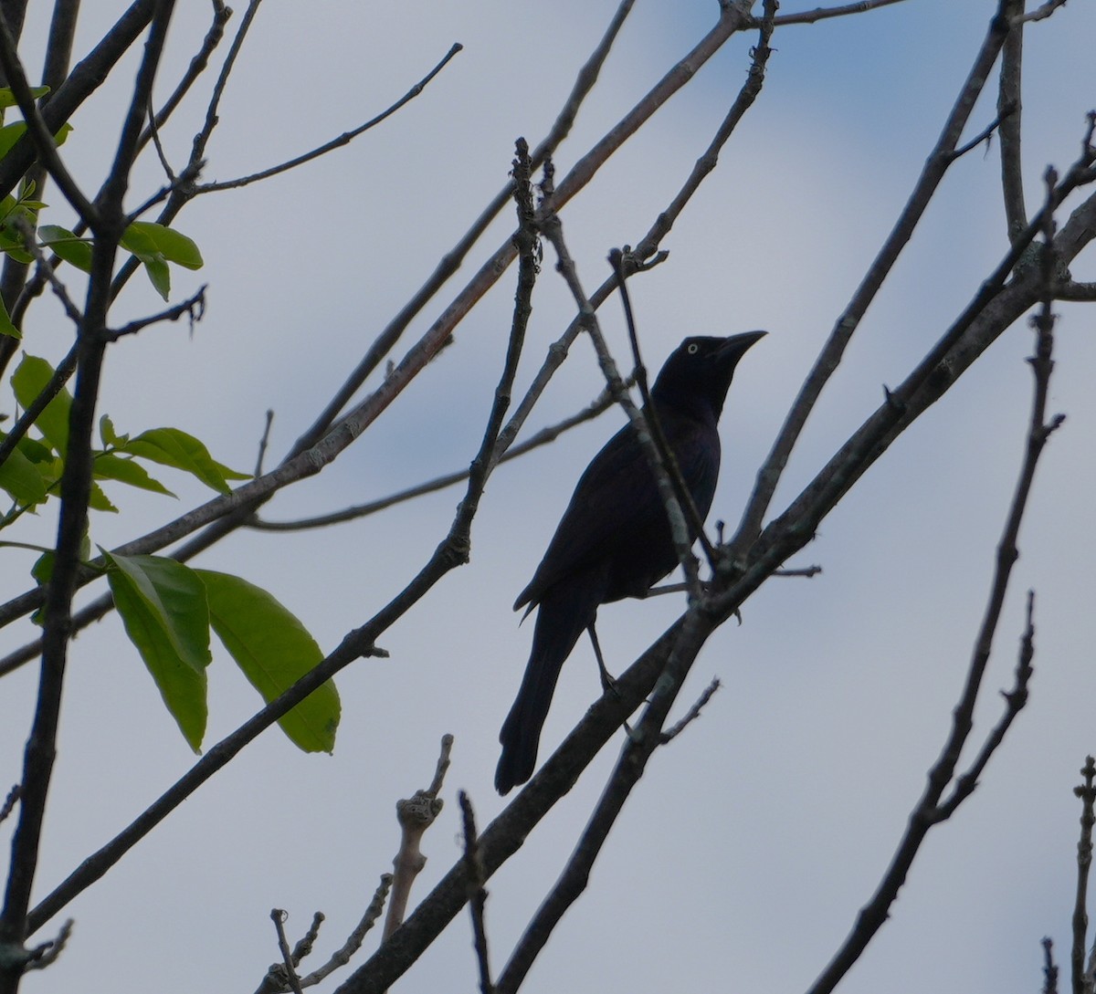 Common Grackle - ML620265167