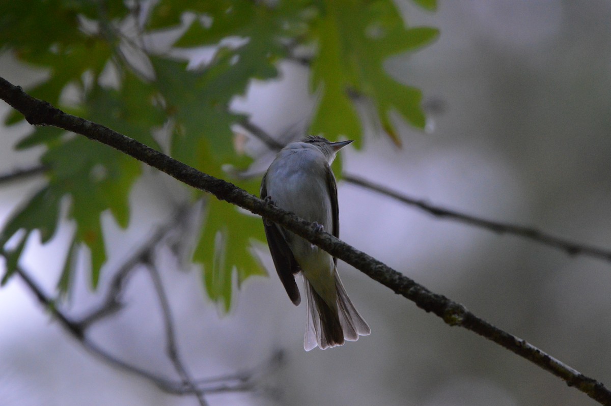 Red-eyed Vireo - ML620265172