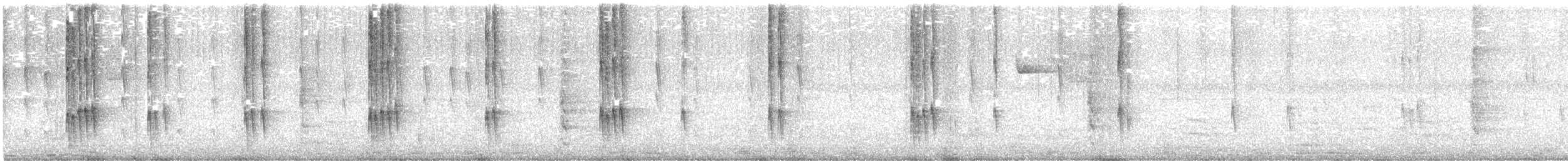 Колібрі-шаблекрил юкатанський (підвид curvipennis) - ML620265176