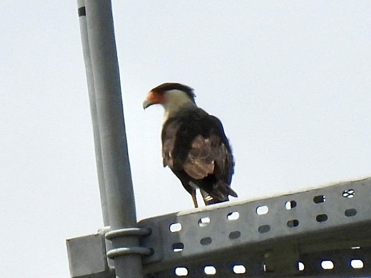 Caracara huppé - ML620265177