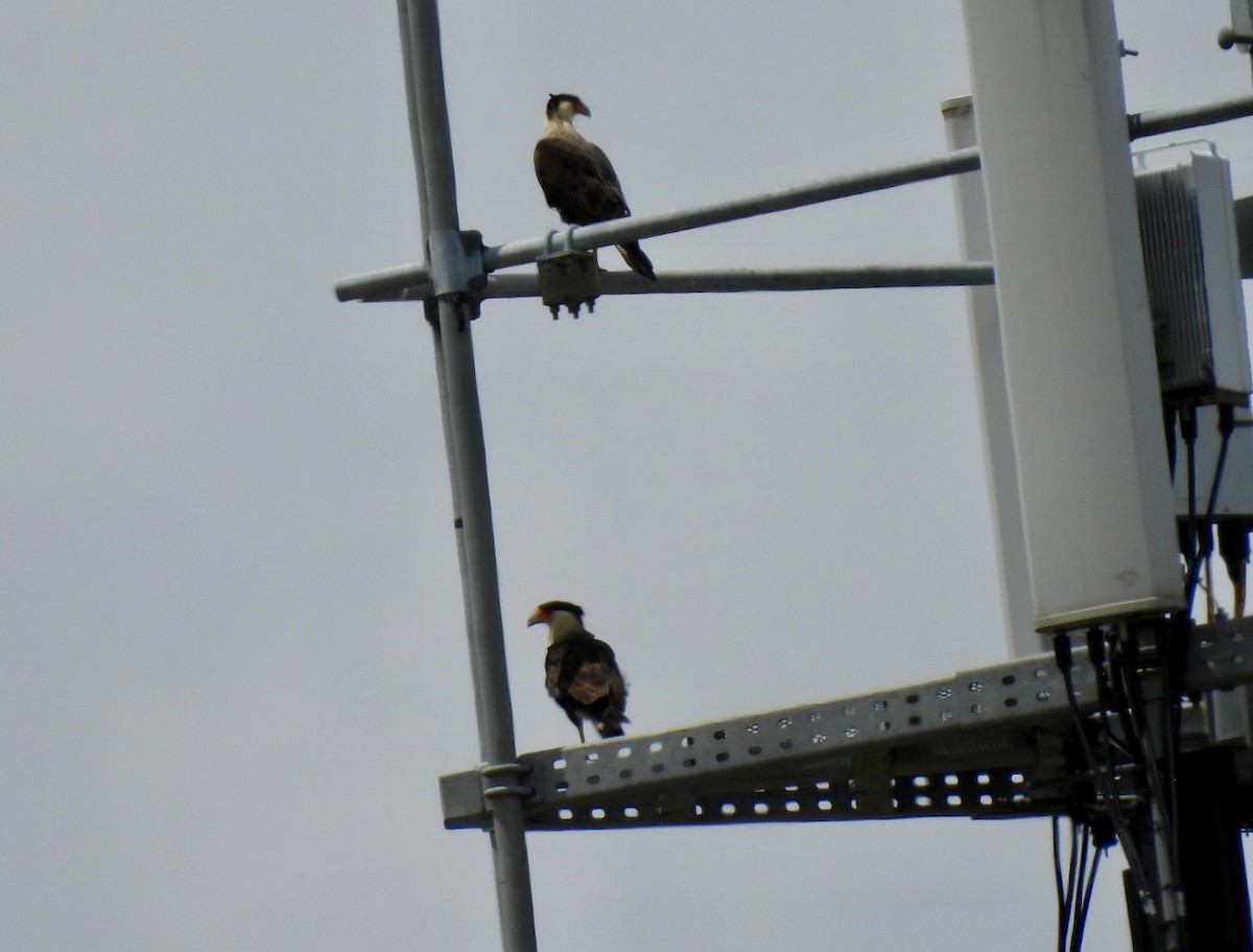 Caracara Carancho - ML620265178