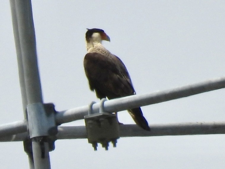 Caracara huppé - ML620265179