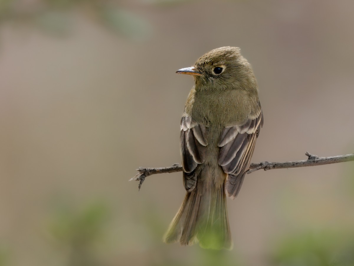 Western Flycatcher - ML620265184