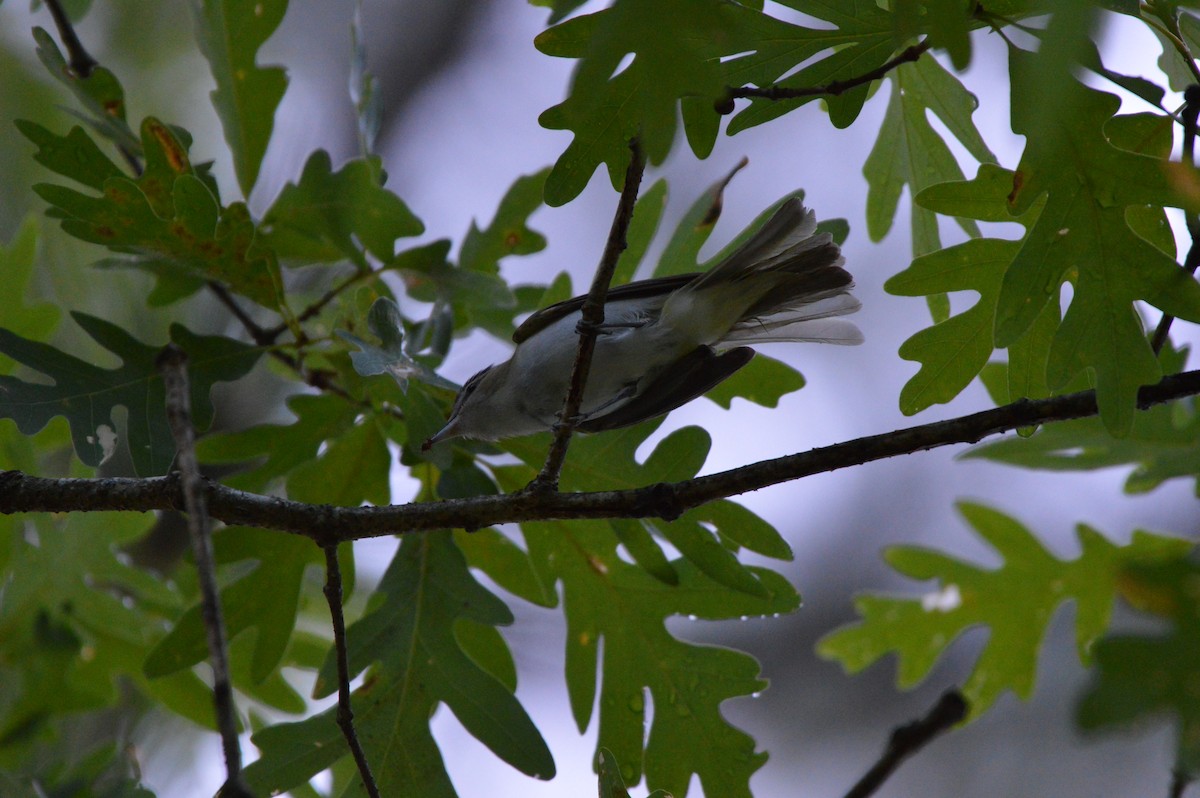 Red-eyed Vireo - ML620265185