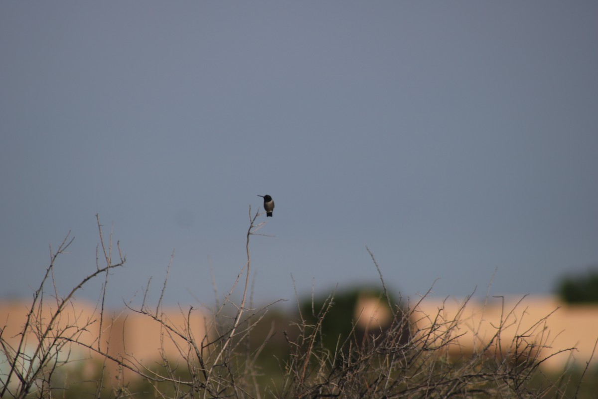 Colibri à gorge noire - ML620265188