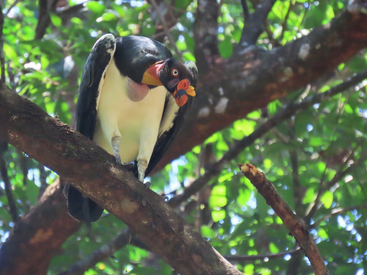 King Vulture - ML620265190