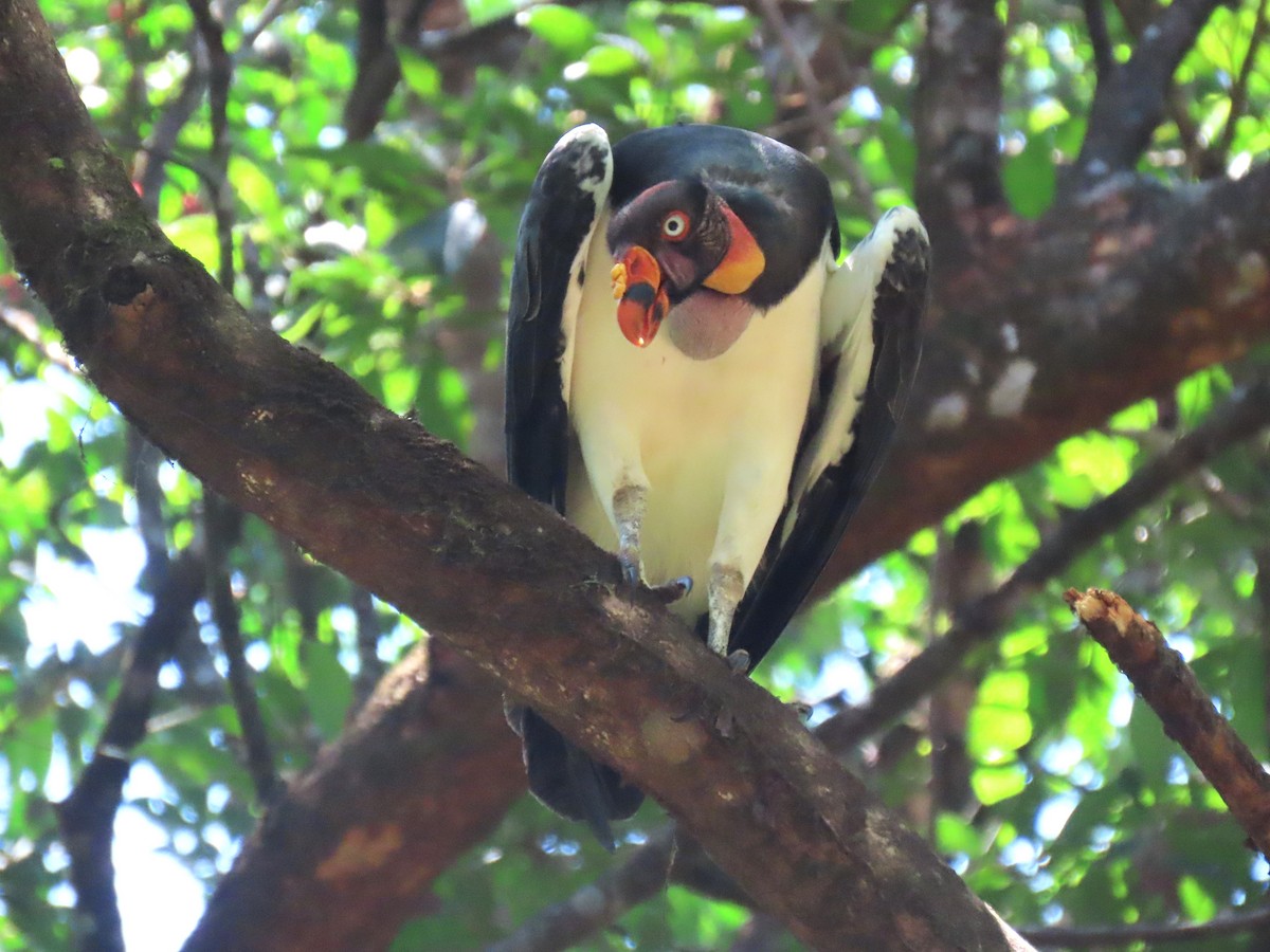 King Vulture - ML620265191