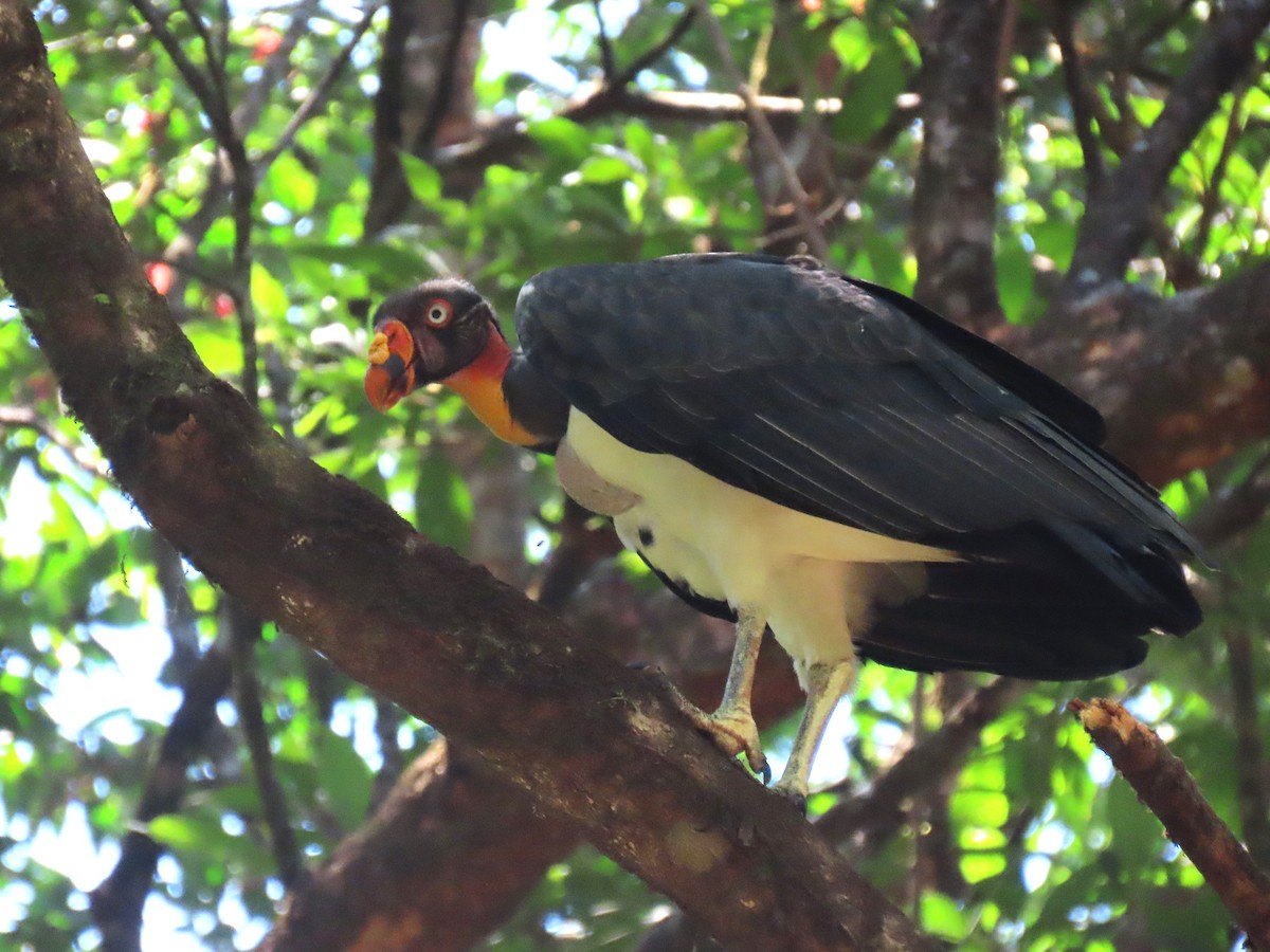 King Vulture - ML620265195