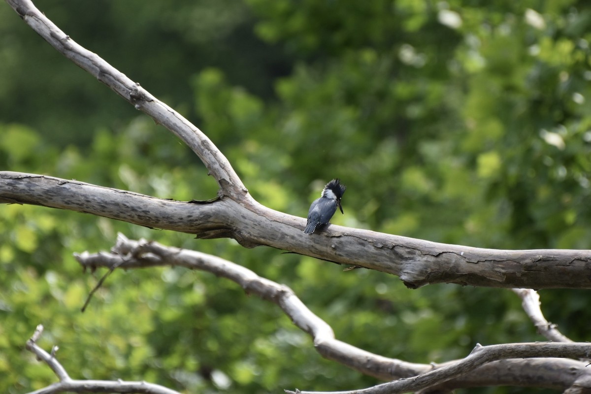 Belted Kingfisher - ML620265197