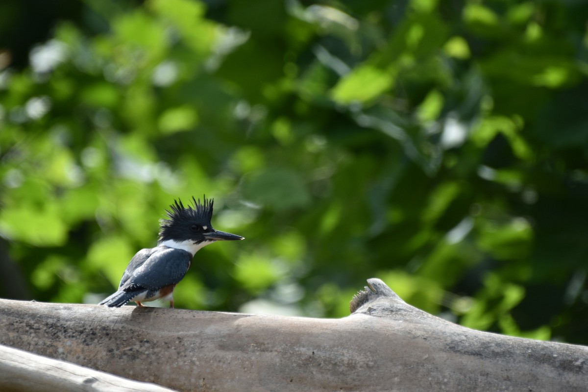 Belted Kingfisher - ML620265200
