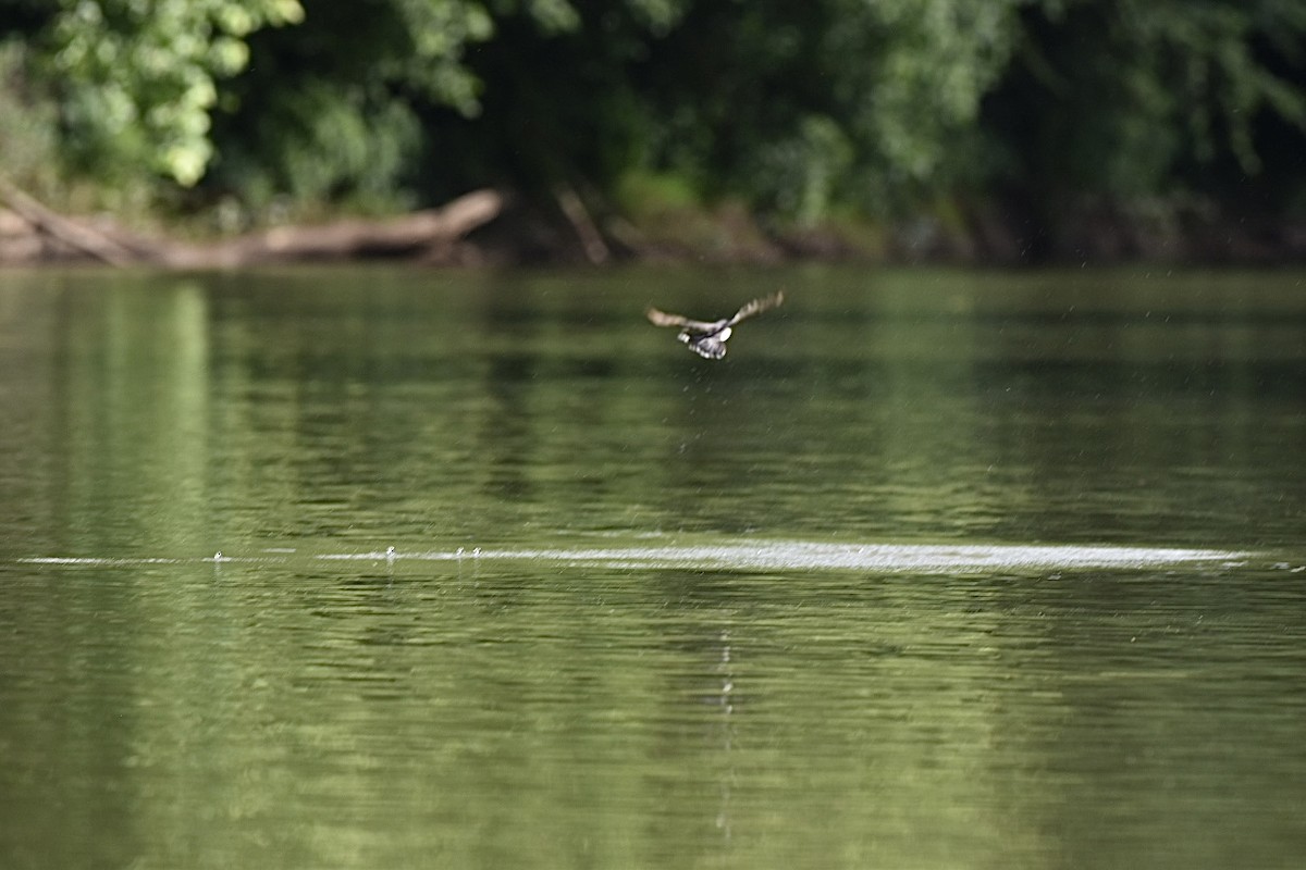 Eastern Kingbird - ML620265222