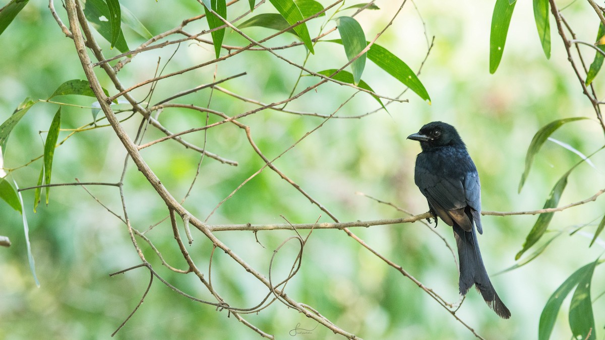 Black Drongo - ML620265227