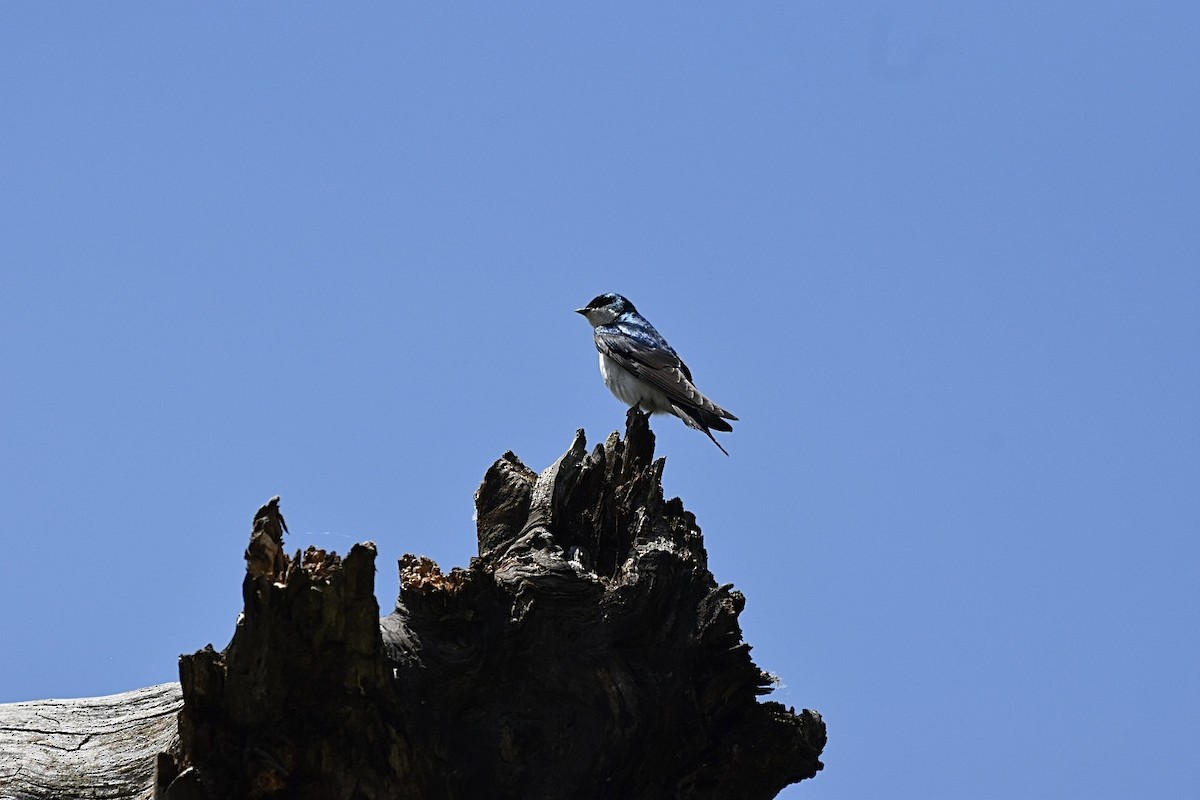 Tree Swallow - ML620265228