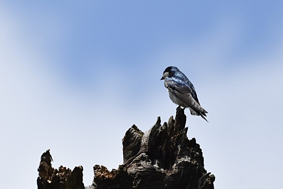 Tree Swallow - ML620265230