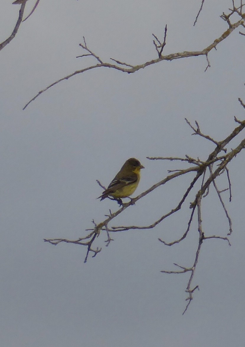 Lesser Goldfinch - ML620265233