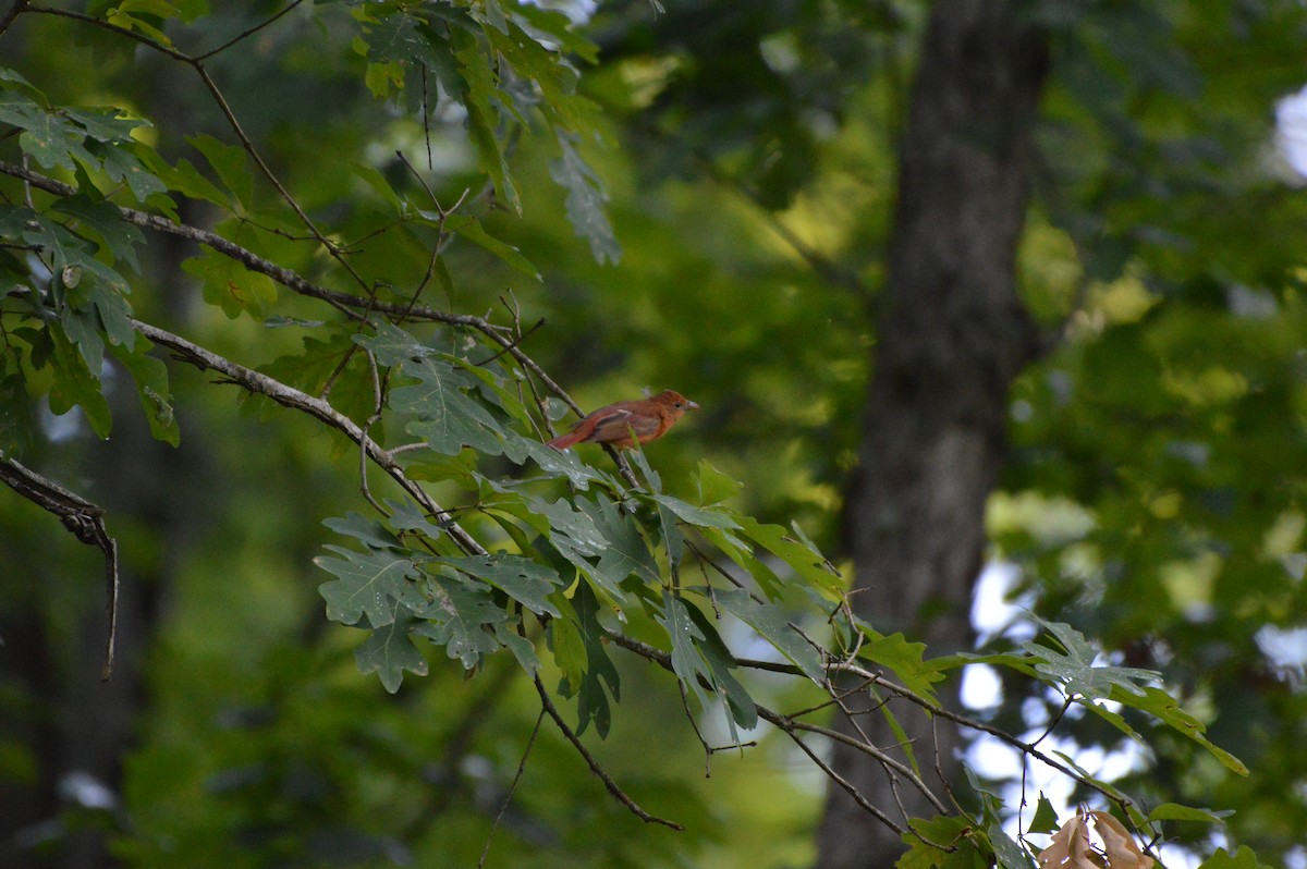 Summer Tanager - ML620265234